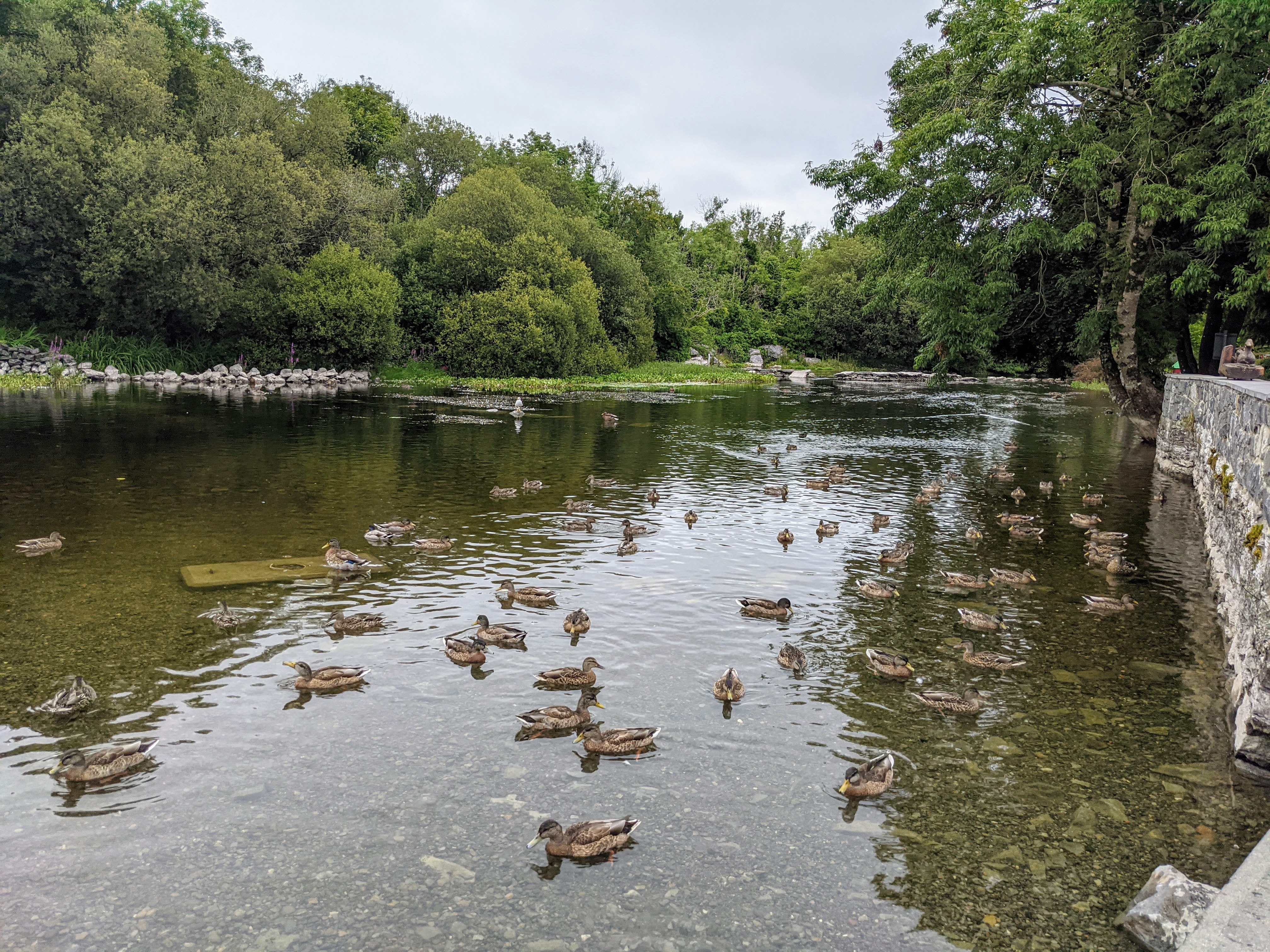 cong-duck-pond – Shells Adventures